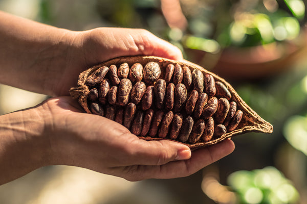 Kakao – Superfood für Körper und Geist