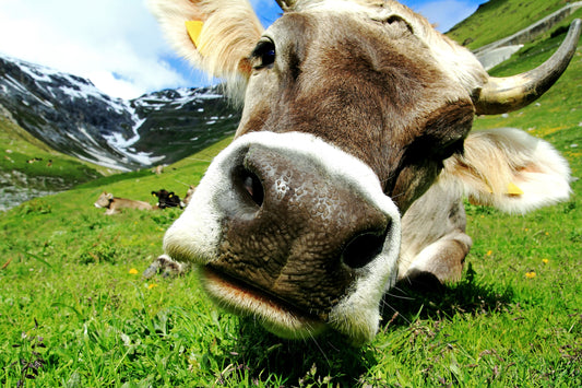 Colostrum, das Wunder-Kraftwerk der Natur