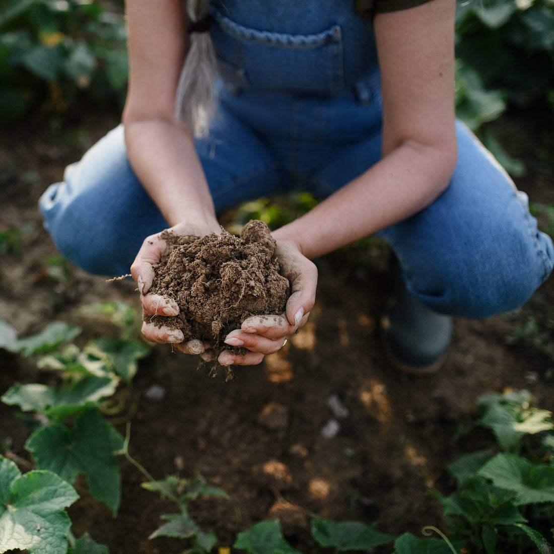 Regenerative Landwirtschaft