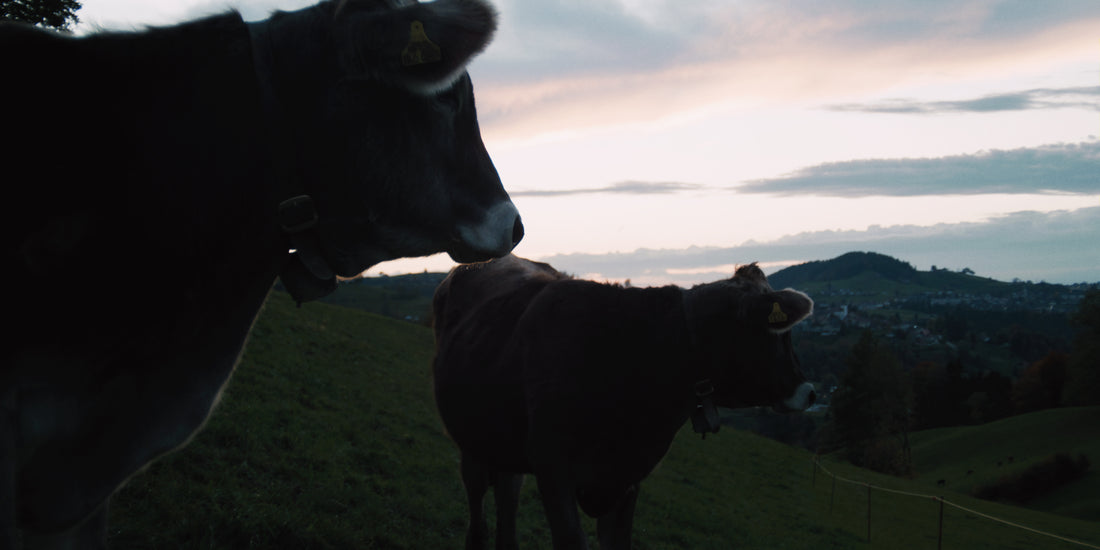 Laktoseintoleranz: Warum Sie unsere Shakes trotz Molke-Proteine bestens vertragen?